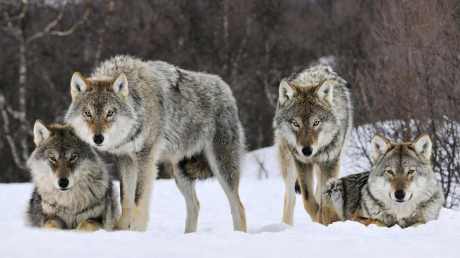 Wolf Pack