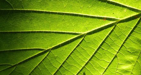 Leaf_&_sun_light